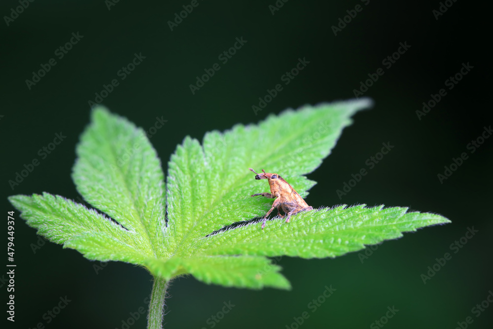 Weevil on wild plants, North China Weevil on wild plants, North China