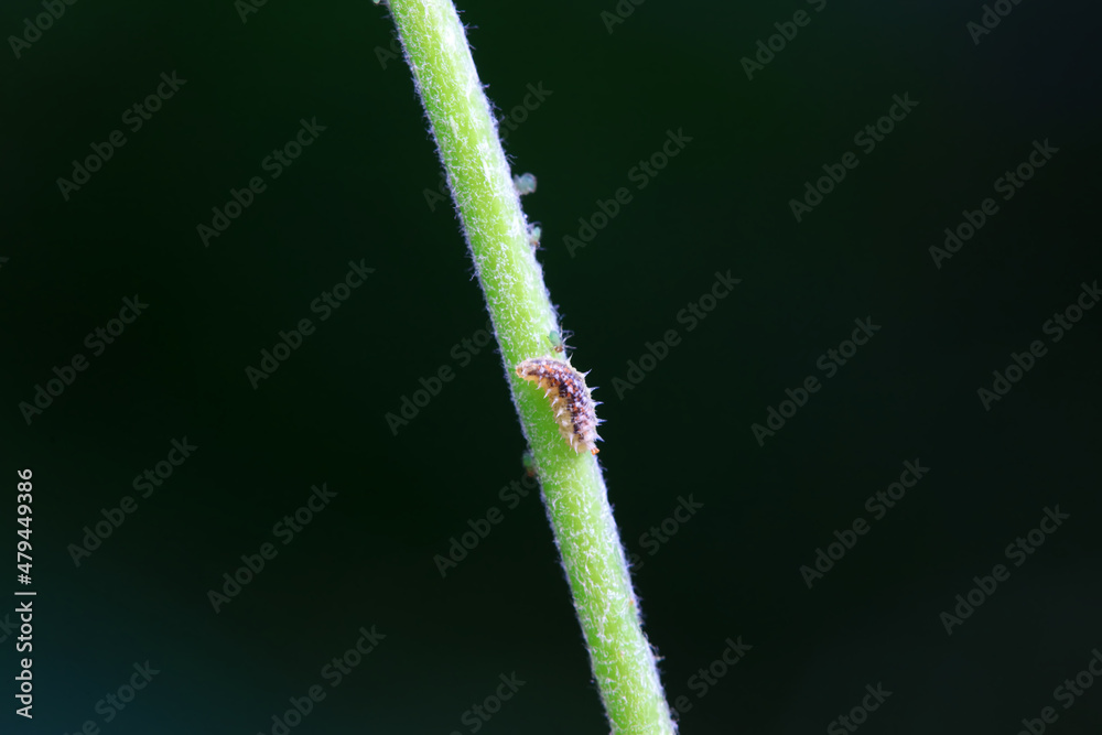 Flies on wild plants, North China Flies on wild plants, North China