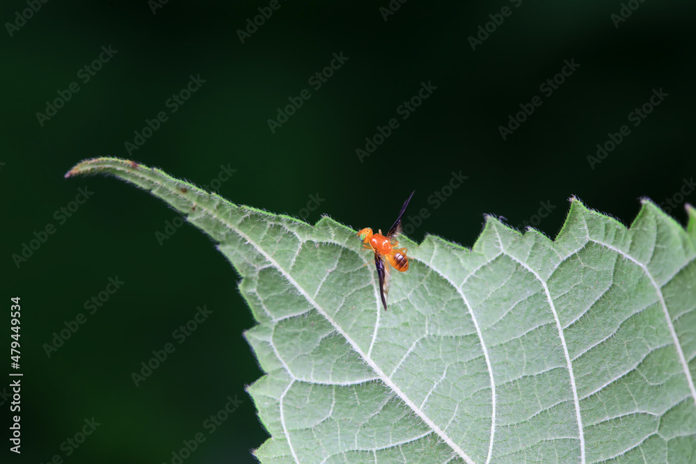 Flies on wild plants, North China Flies on wild plants, North China