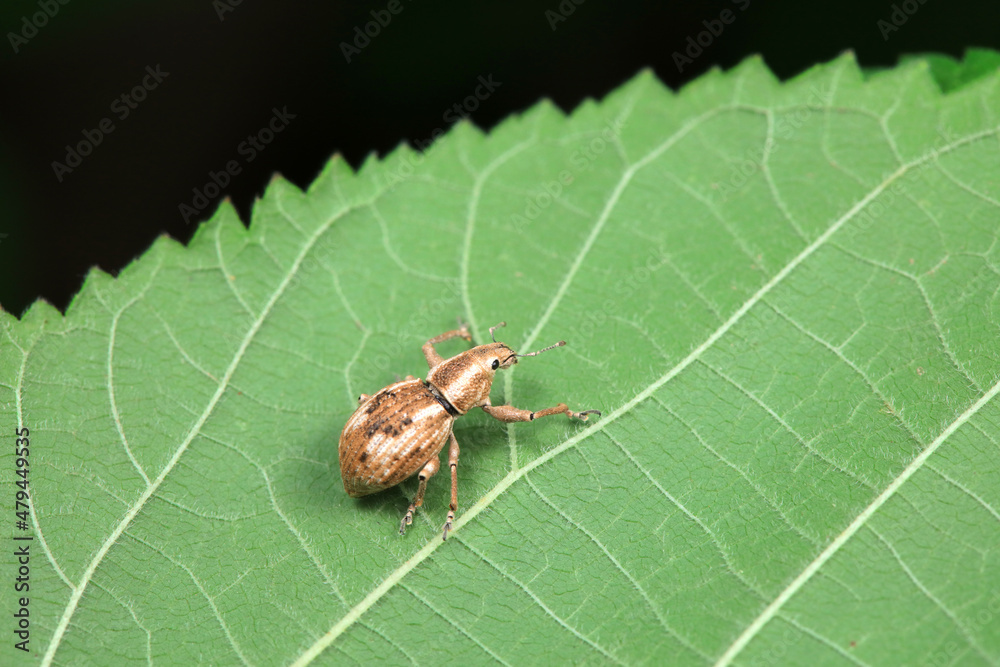 Weevil on wild plants, North China