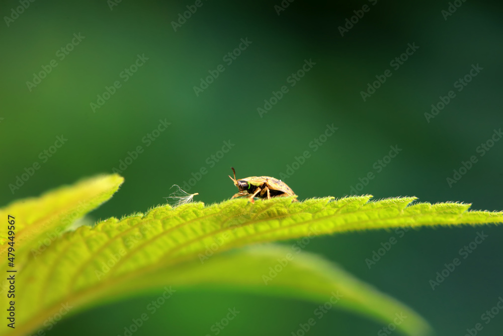 Hispidae family insect crawl on plants, North China Hispidae family insect crawl on plants, North China