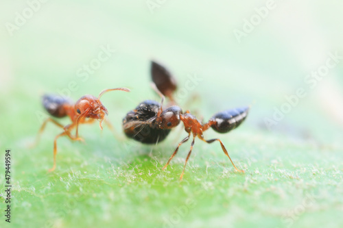 Ants in the wild, North China © zhang yongxin