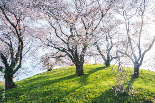 丘の上に咲く桜（埼玉県さきたま古墳）