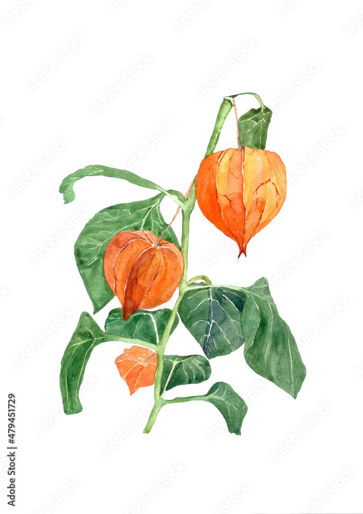 Fototapeta premium Watercolor of flowers
