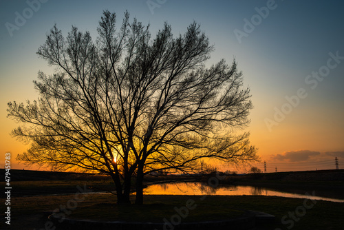 sunset tree in the park