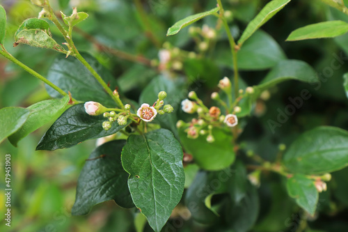 Closeup of delicate pink and white flowers on a cotoneaster
