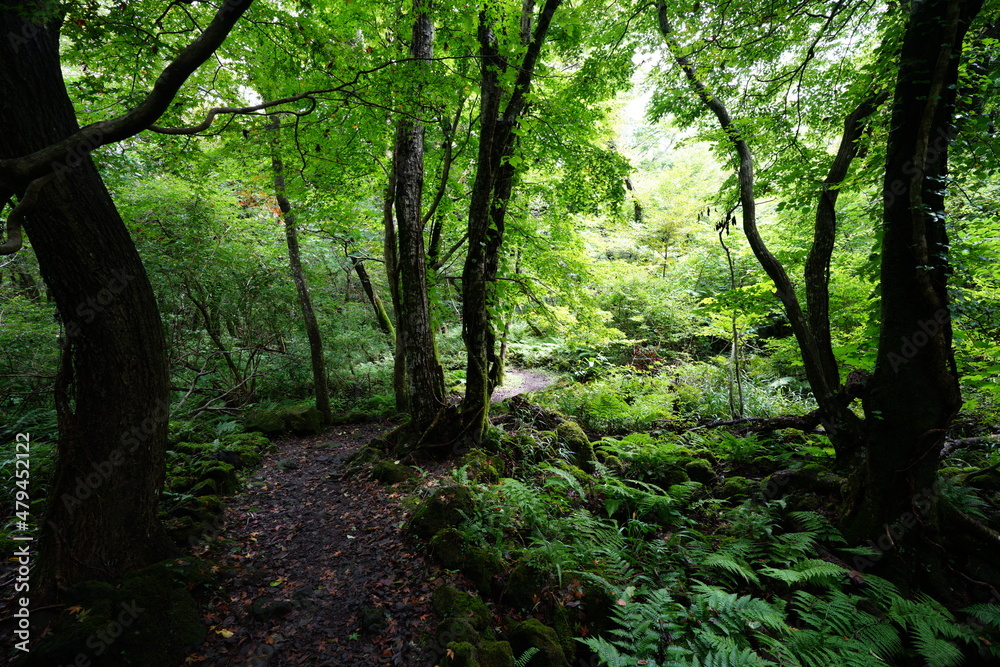 Fototapeta premium a thick wild forest in the sunlight