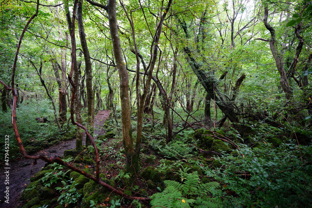 a dense forest with old trees and vines and moss
