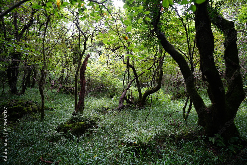 mossy rocks and fern in the dense summer forest mossy rocks and fern in the dense summer forest