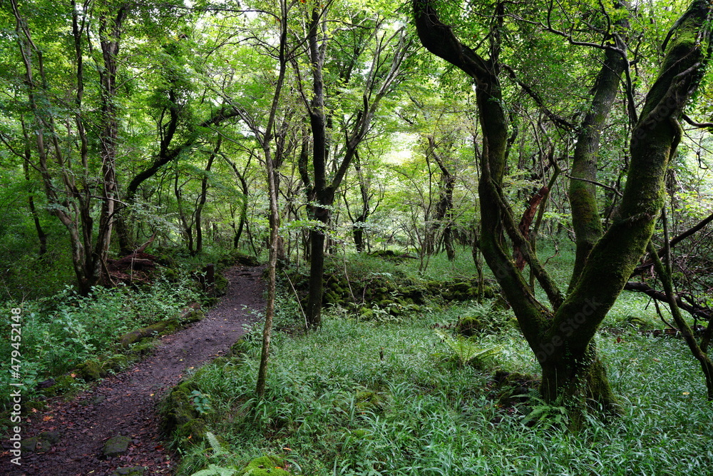 Fototapeta premium a dense forest with old trees and vines and moss