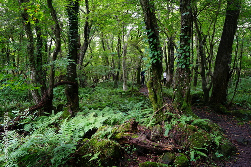 mossy rocks and fern in the dense summer forest