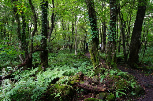 Fototapeta Naklejka Na Ścianę i Meble -  mossy rocks and fern in the dense summer forest