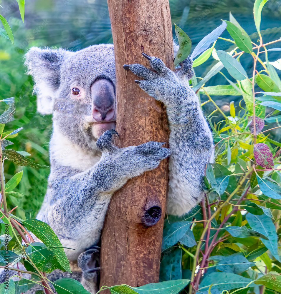 Fototapeta premium Koala Bear Climbing Tree