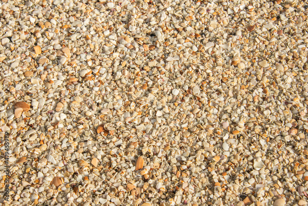 Seashells at the beautiful Playa Conchal, a beach made of seashells, Guanacaste, Costa Rica Seashells at the beautiful Playa Conchal, a beach made of seashells, Guanacaste, Costa Rica