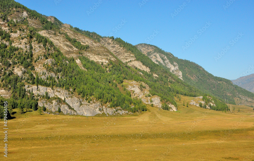 The slope of a high mountain overgrown with conifers at the beginning of the autumn steppe.