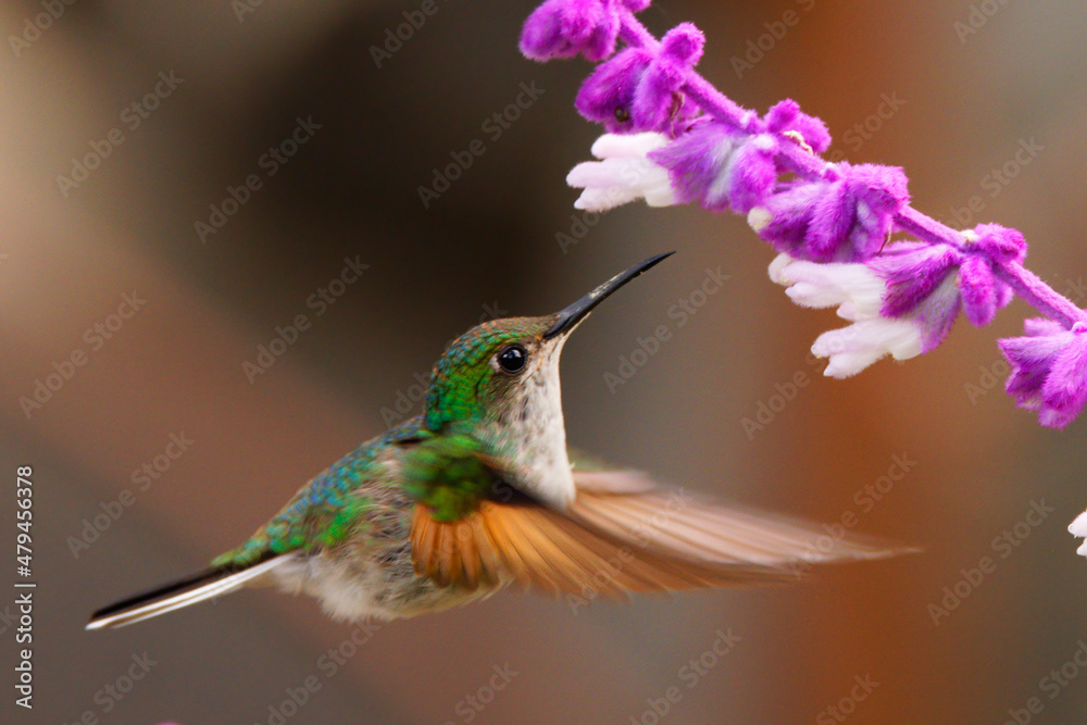 Fototapeta premium hummingbird in flight