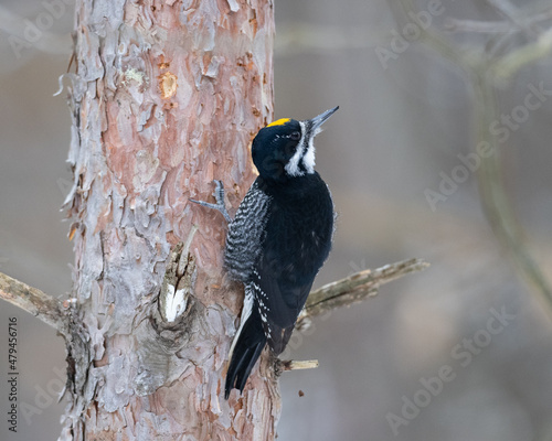 Black-back woodpecker clinging to a red pine tree displaying its yellow crown patch