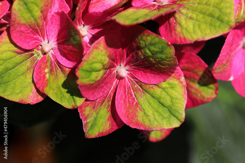 Delicate green and pink flowers on a Hydrangea plant