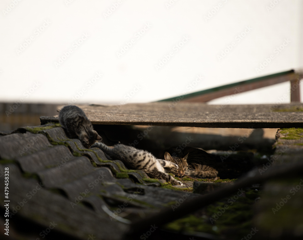 Fototapeta premium A family of adorable black and brown tiger-striped wild Chinese cats rest, play, roughhouse on the abandoned roof piled with woods and tiles