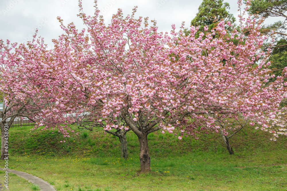 Double cherry blossoms in full bloom in spring Double cherry blossoms in full bloom in spring
