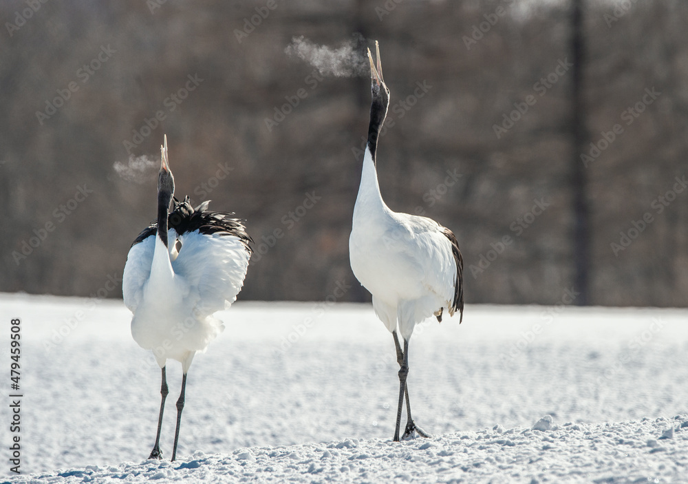 Fototapeta premium Dancing Cranes. The ritual marriage dance of cranes. The red-crowned crane. Scientific name: Grus japonensis, also called the Japanese crane or Manchurian crane, is a large East Asian Crane.
