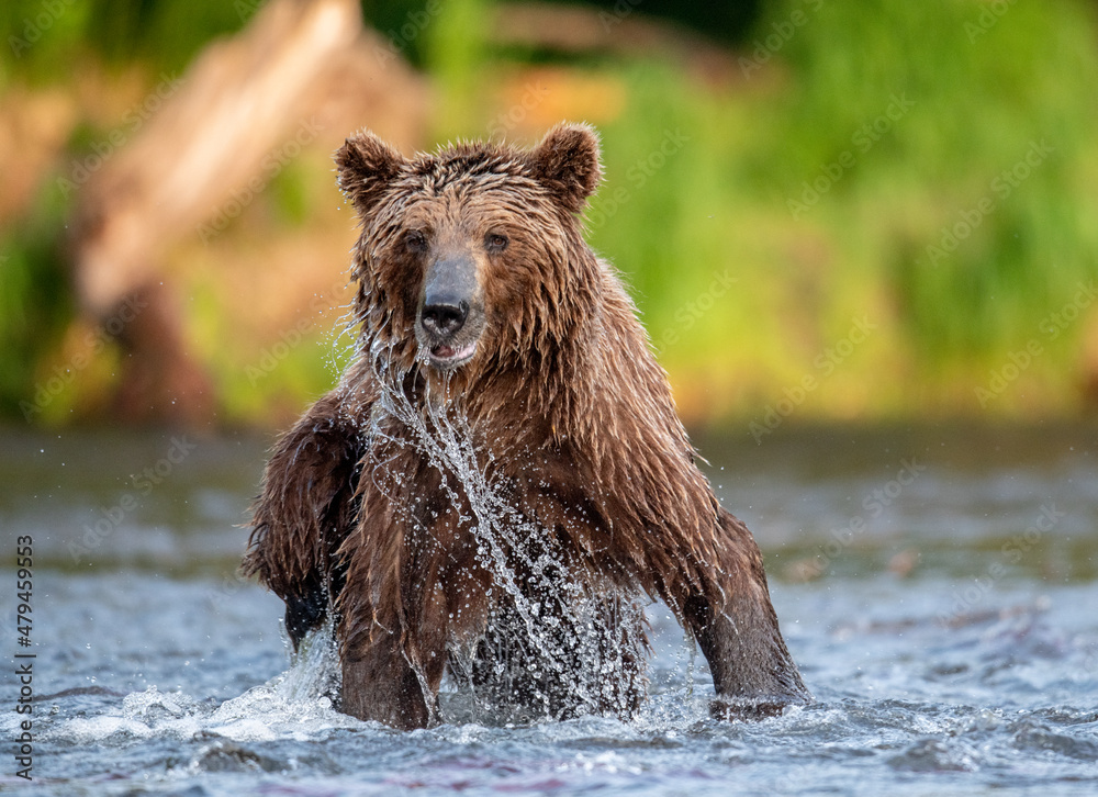 Brown bear running on the river and fishing for salmon. Brown bear chasing sockeye salmon at a river. Front view. Kamchatka brown bear, scientific name: Ursus Arctos Piscator. Kamchatka, Russia. Brown bear running on the river and fishing for salmon. Brown bear chasing sockeye salmon at a river. Front view. Kamchatka brown bear, scientific name: Ursus Arctos Piscator. Kamchatka, Russia.