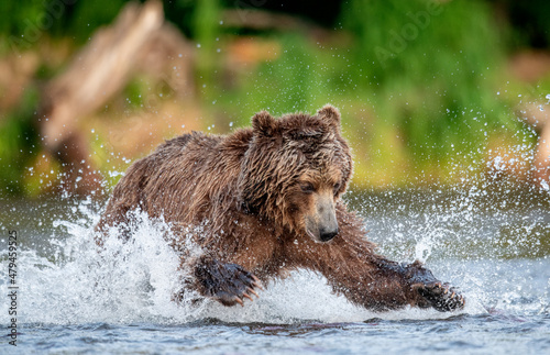 Brown bear running on the river and fishing for salmon. Brown bear chasing sockeye salmon at a river. Front view. Kamchatka brown bear, scientific name: Ursus Arctos Piscator. Kamchatka, Russia.