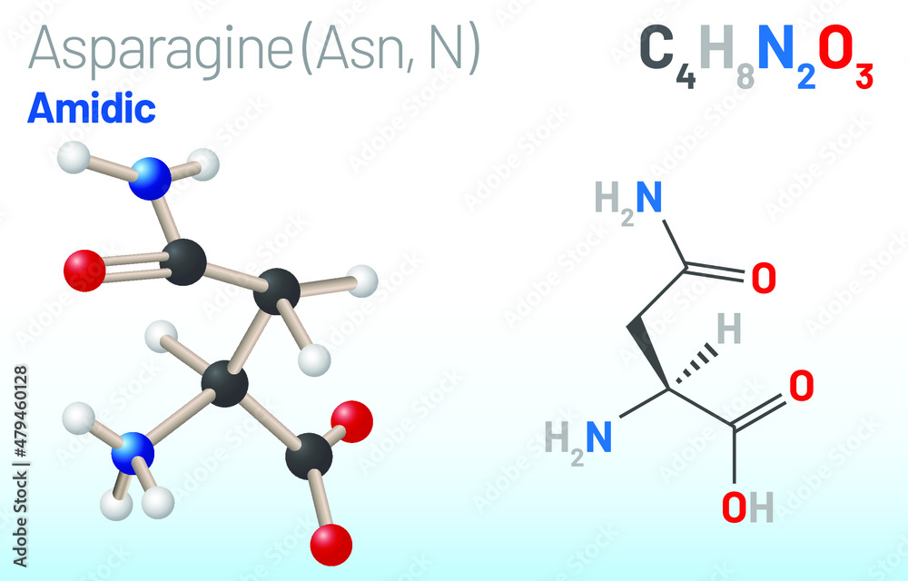 Asparagine (Asn, N) amino acid molecule. (Chemical formula C4H8N2O3) it is used in the biosynthesis of proteins. Ball-and-stick model, space-filling model and skeletal formula. Layered vector Asparagine (Asn, N) amino acid molecule. (Chemical formula C4H8N2O3) it is used in the biosynthesis of proteins. Ball-and-stick model, space-filling model and skeletal formula. Layered vector