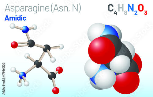 Asparagine (Asn, N) amino acid molecule. (Chemical formula C4H8N2O3) it is used in the biosynthesis of proteins. Ball-and-stick model, space-filling model and skeletal formula. Layered vector
