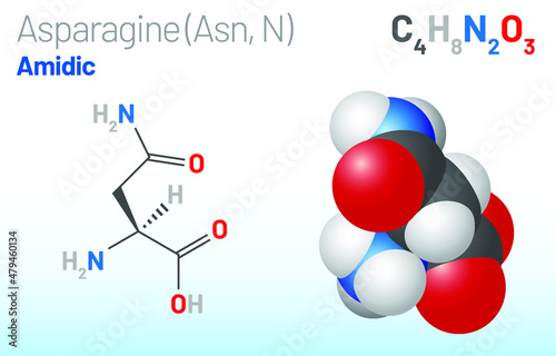 Asparagine (Asn, N) amino acid molecule. (Chemical formula C4H8N2O3) it is used in the biosynthesis of proteins. Ball-and-stick model, space-filling model and skeletal formula. Layered vector