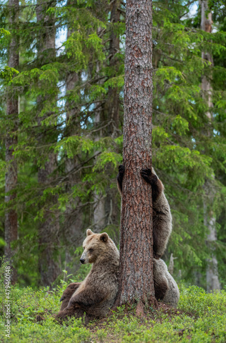 Brown bear cubs climbs a tree. She-bear and cubs in the summer forest. Brown bear. Scientific name: Ursus arctos. Summer season, natural habitat.