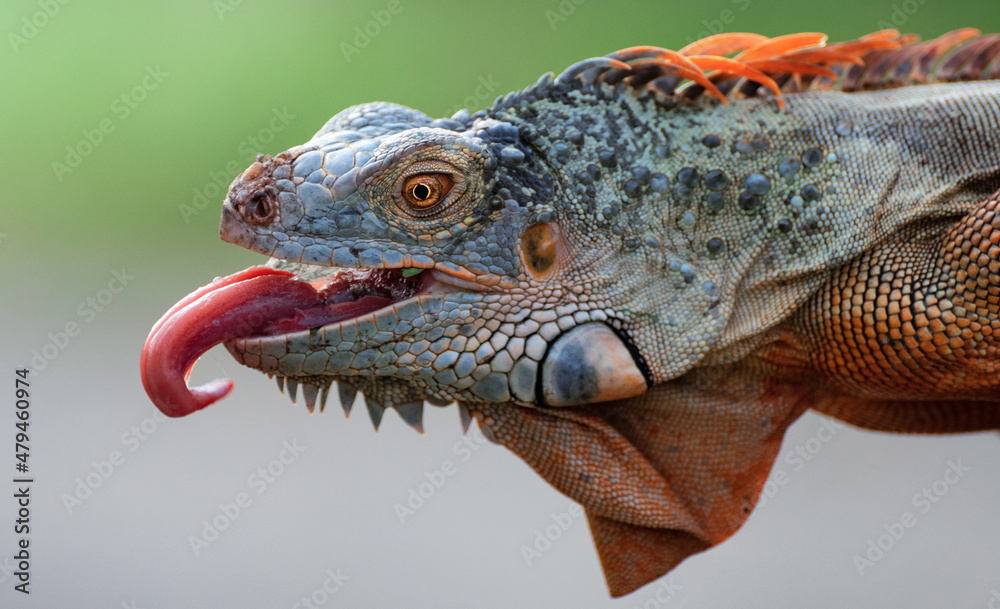 Fototapeta premium Portrait Of Iguana