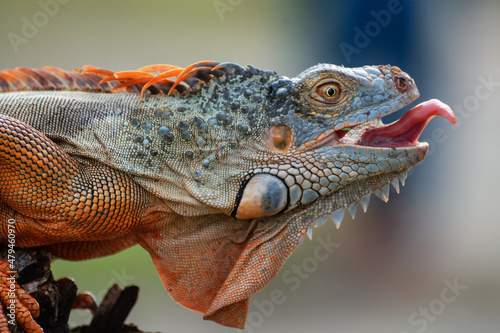 Portrait Of Iguana