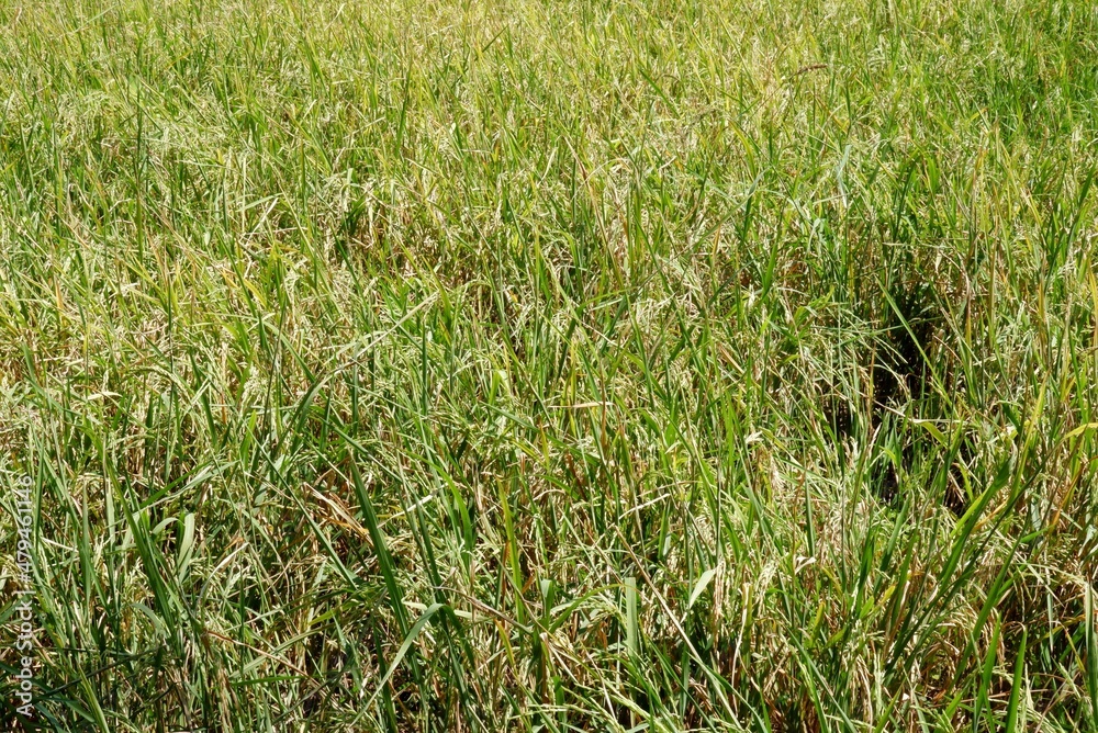 Obraz premium A paddy field view with green leaves,rice filed in Thailand