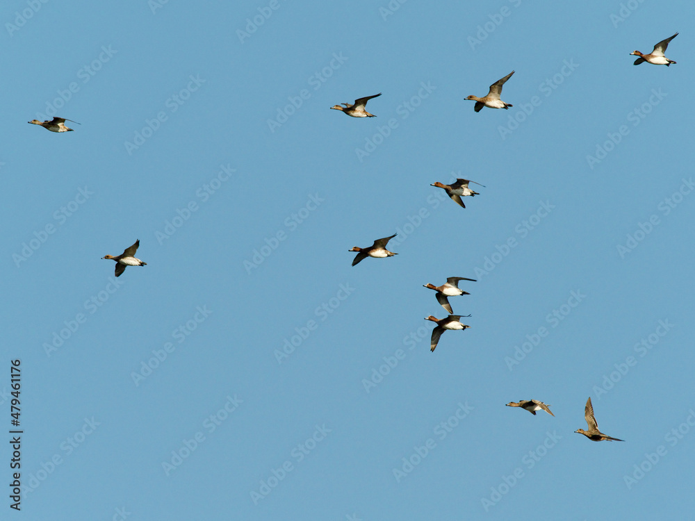 A group of flying duck.
