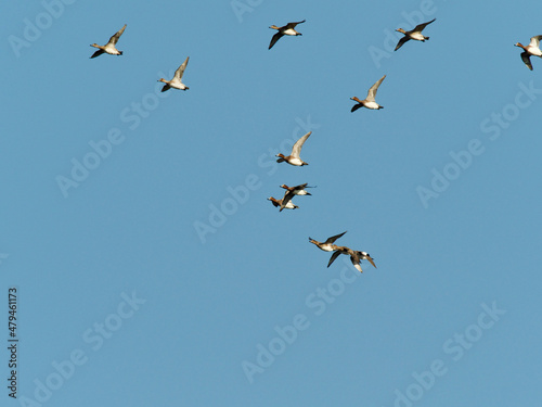 A group of flying duck.