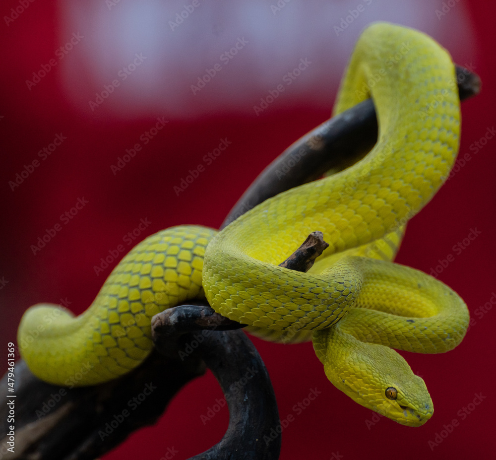 Fototapeta premium Yellow Viper Snake