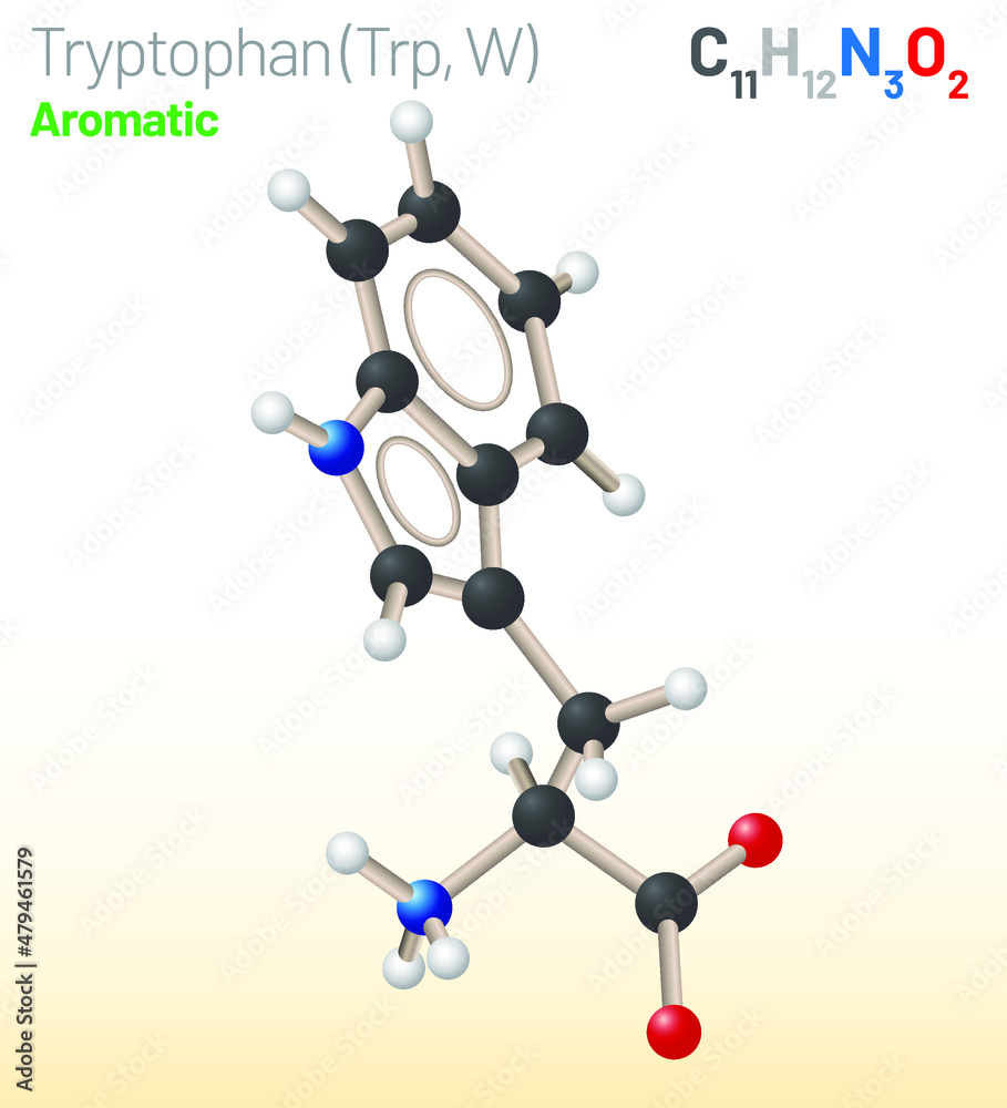 Tryptophan (Trp, W) amino acid molecule. (Chemical formula C11H12N2O2) Ball-and-stick model, space-filling model and skeletal formula. Layered vector illustration Tryptophan (Trp, W) amino acid molecule. (Chemical formula C11H12N2O2) Ball-and-stick model, space-filling model and skeletal formula. Layered vector illustration