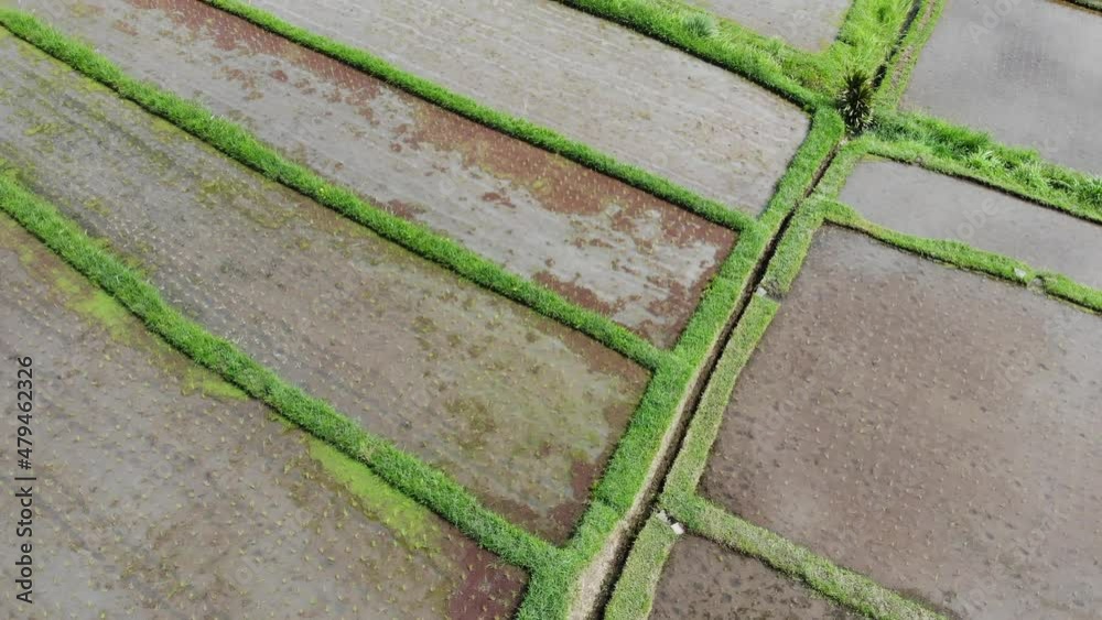 Flying directly over a rice field in Bali Unesco Site 4K Flying directly over a rice field in Bali Unesco Site 4K