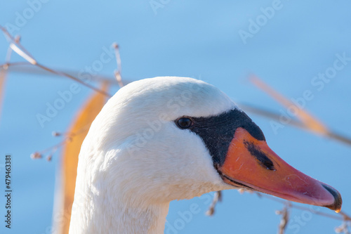 Fototapeta Naklejka Na Ścianę i Meble -  Close-up of face of mute swan