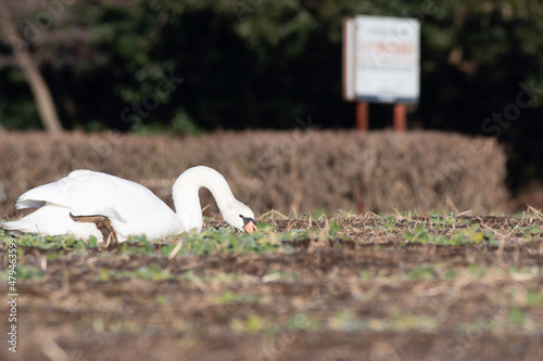 Fototapeta Naklejka Na Ścianę i Meble -  Mute swan feeding in field