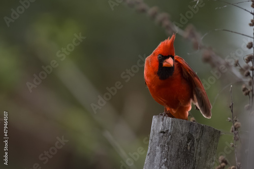 Angry Male Cardinal Perched Looking at Camera