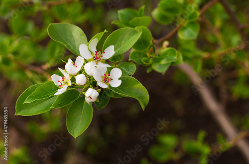 White flowers on a branch with green leaves. Spring flowering of pears in the garden. On open air.