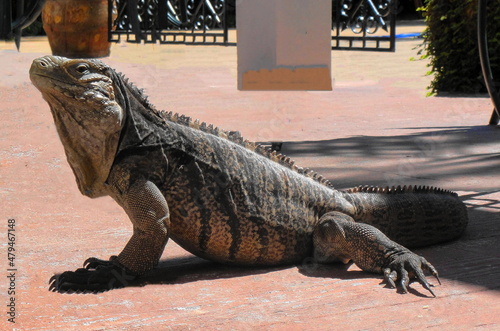 The Cuban rock iguana close up. Exotic giant iguana.