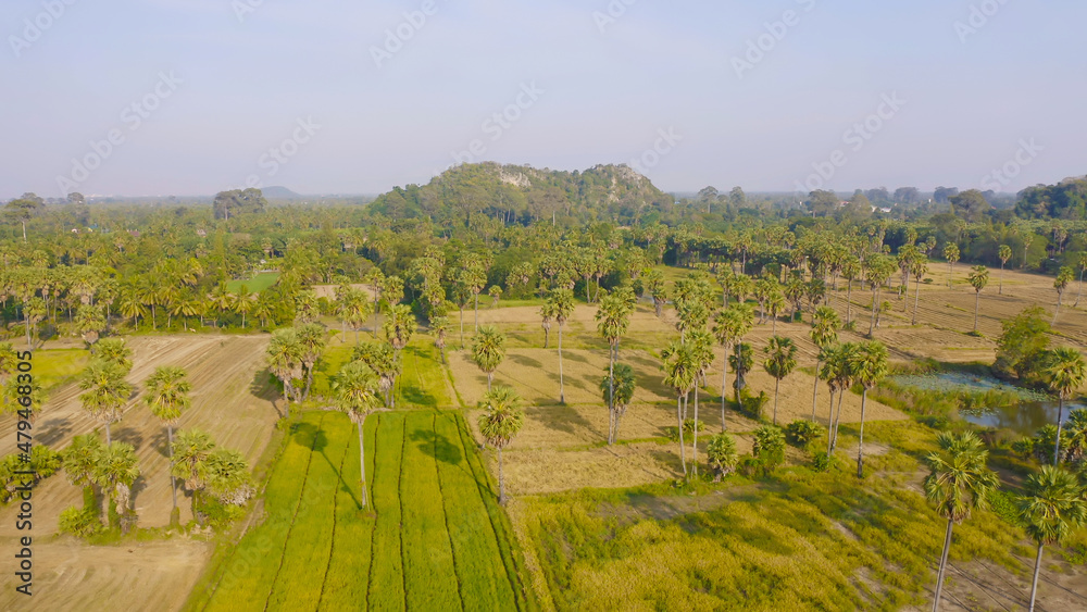 Aerial top view of Dong Tan trees in green rice field in national park at sunset in Sam Khok district in rural area, Pathum Thani, Thailand. Nature landscape tourist attraction in travel trip concept.