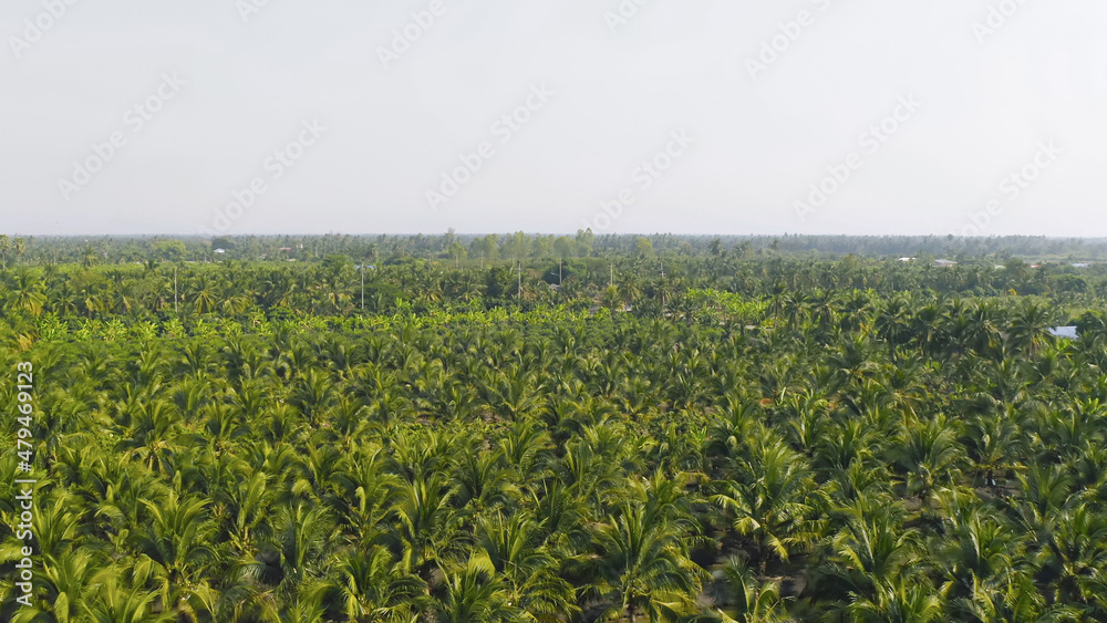 Aerial top view of lush green trees from above in tropical forest in national park in summer season. Natural landscape. Pattern texture background.