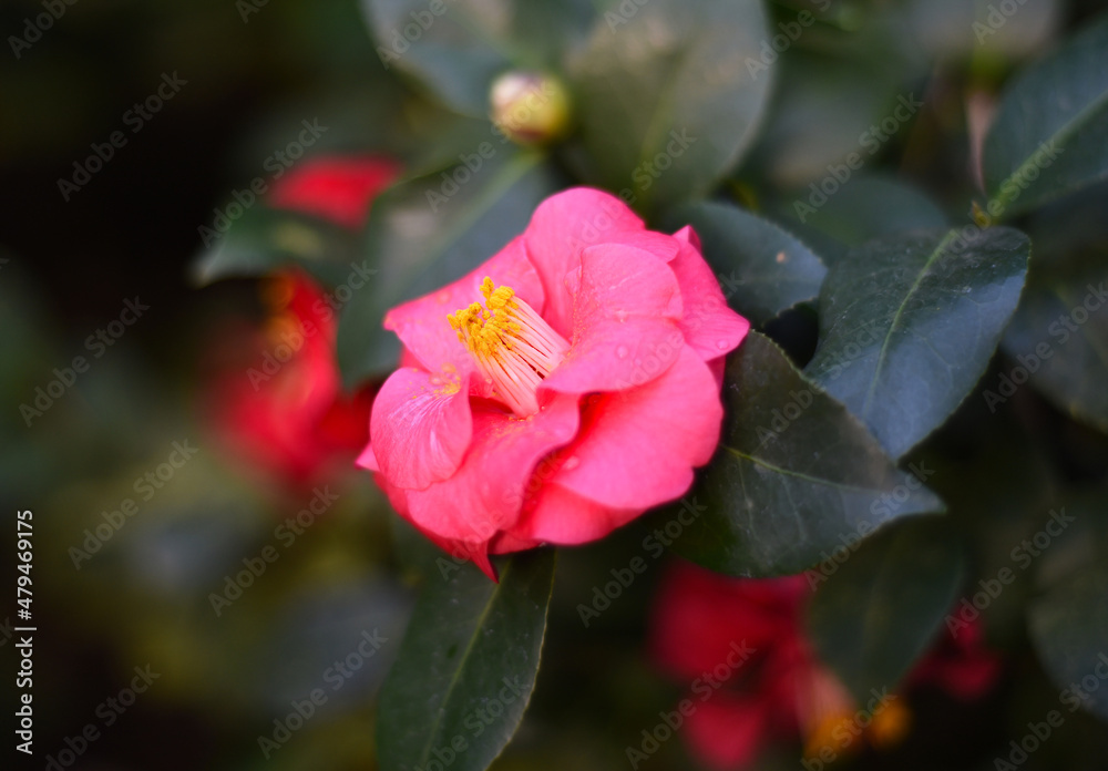 Camellia japonica (Japanese Camellia) flower close up