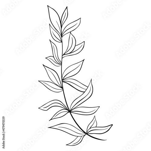 Sprig with leaves hand drawn vector illustration. Isolated deciduous branch. Natural decoration in doodle style © Татьяна Клименкова