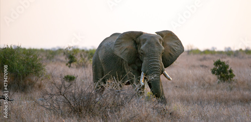African Elephant Bull walking at sunset in Kruger National Park in South Africa RSA