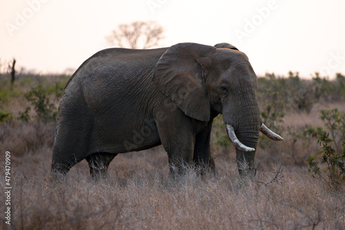 African Elephant Bull walking at sunset in Kruger National Park in South Africa RSA